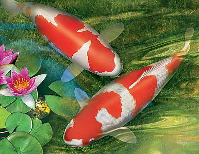 Декоративная прудовая рыба